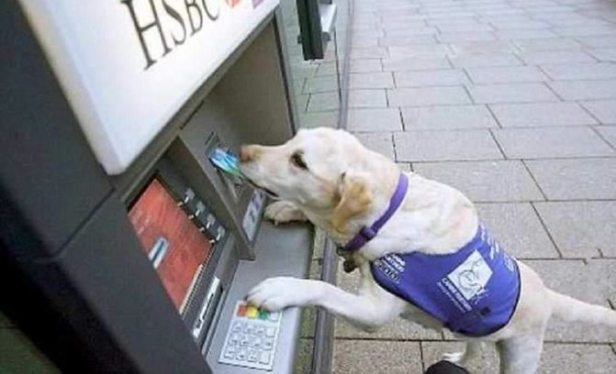 service-dog-uses-atm