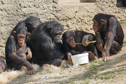 chimps-1273602_640