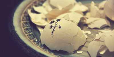 egg shell fragments on a plate