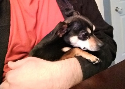 chihuahua-lap-dog