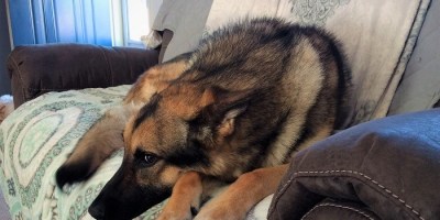 german shepherd on couch
