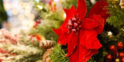 poinsettia in a Christmas arrangement