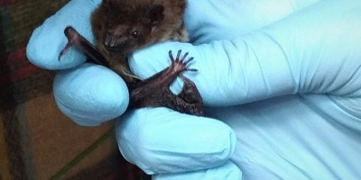 a micro bat being held in a human hand