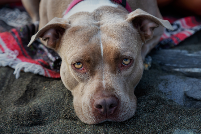 Portrait of a pit bull dog resting on a beach