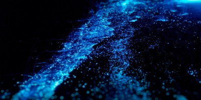 Illumination of plankton at Maldives. Many particles at black background.