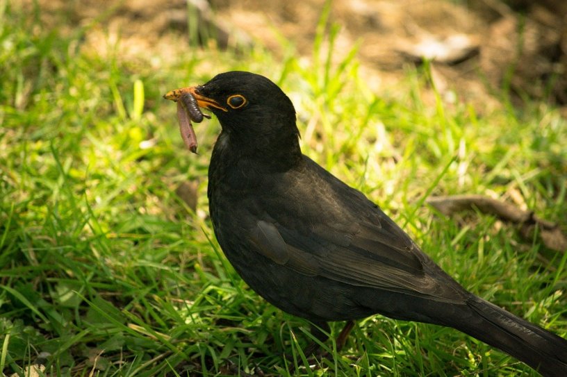 a black bird clasps a worm in its beak