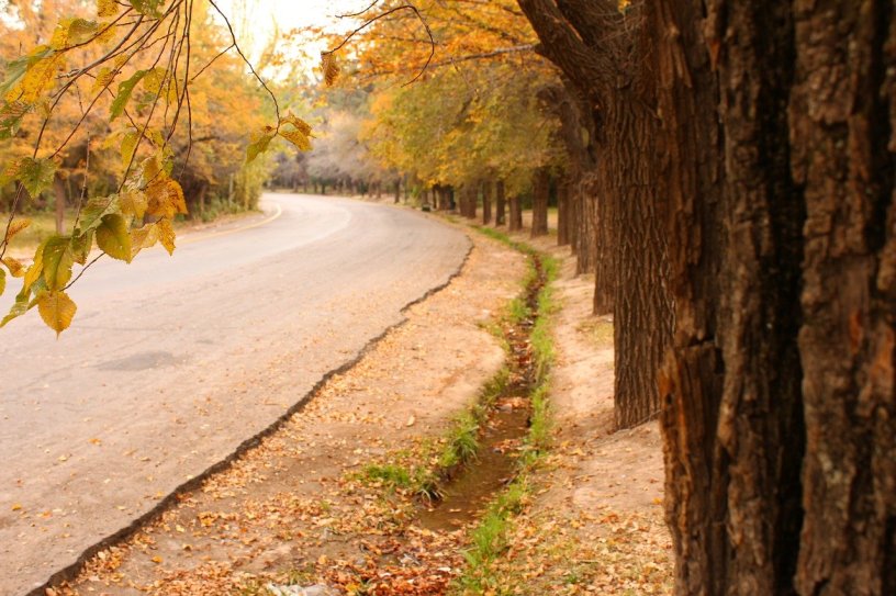 view from standing next to a tree on the side of a curved road