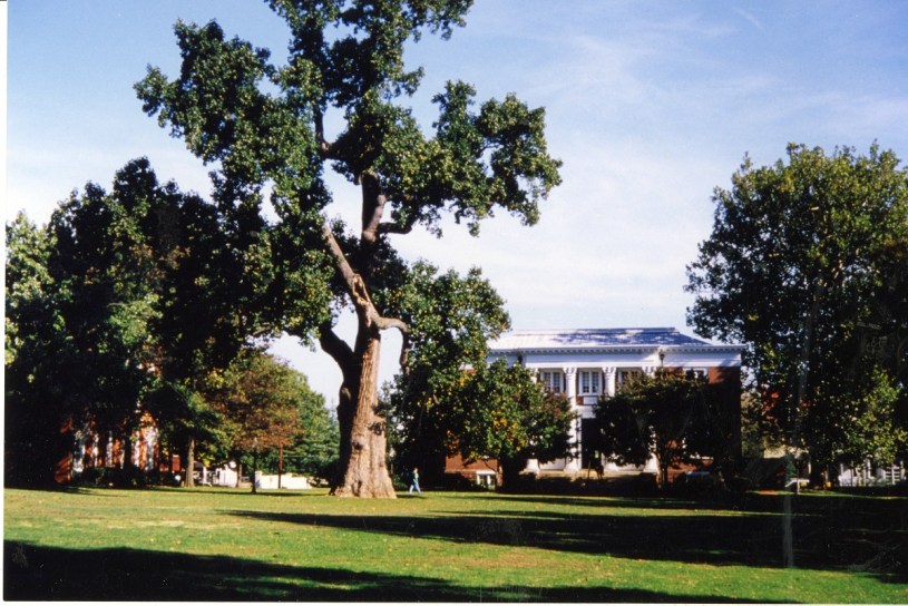 Image of the Liberty Tree where it stood on the campus of St. John's College, Annapolis Maryland