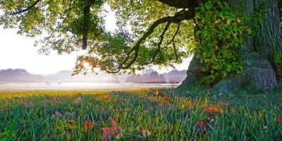 View of a lake from the shade of a large tree