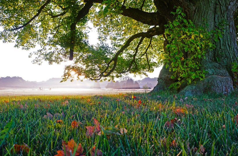 View of a lake from the shade of a large tree