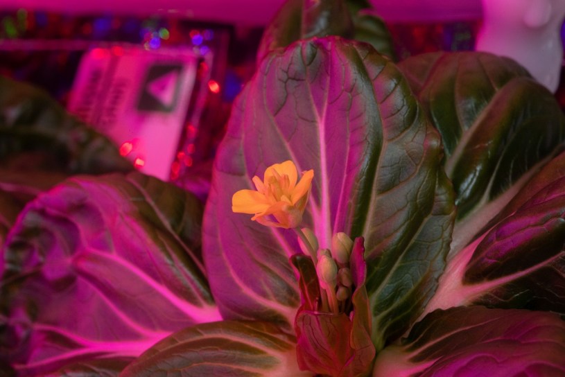 leafy greens and a flower grown on the International Space Station