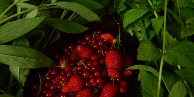 red berries surrounded by leaves