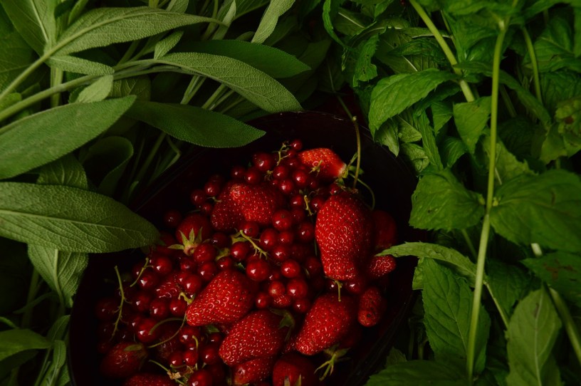 red berries surrounded by leaves
