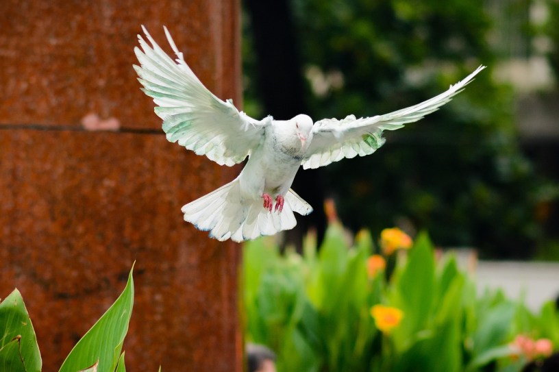 dove flying with wings swept wide open, its head and beak facing downward
