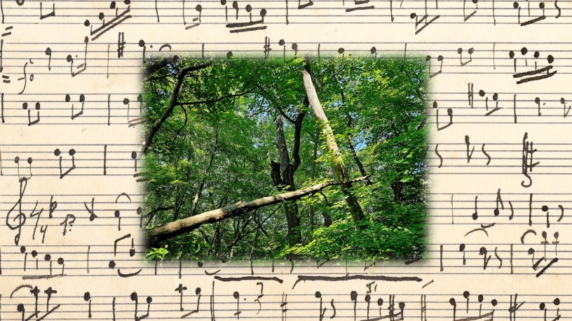 image of a fallen tree leaning against a living tree in a green Michigan forest, set on top of an old piece of sheet music