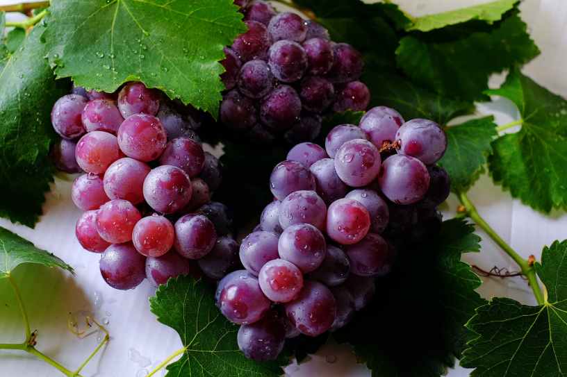 clumps of purple grapes surrounded by leaves and drops of moisture