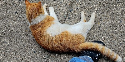 orange cat lying on the sidewalk with his tail draped over a human foot wearing a black Croc