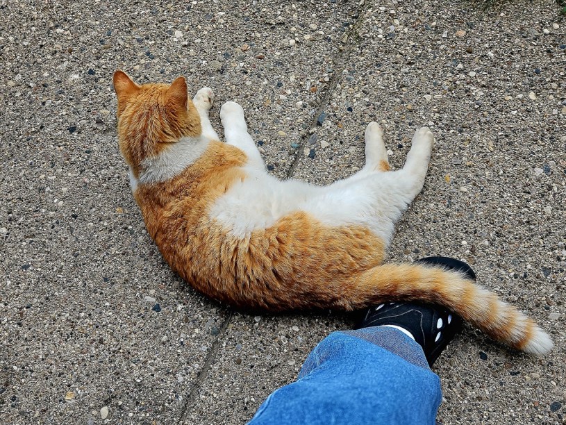 orange cat lying on the sidewalk with his tail draped over a human foot wearing a black Croc