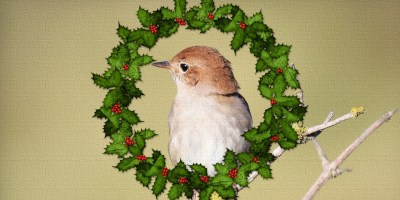 A textured portrait of a nightingale is framed within an illustrated wreath