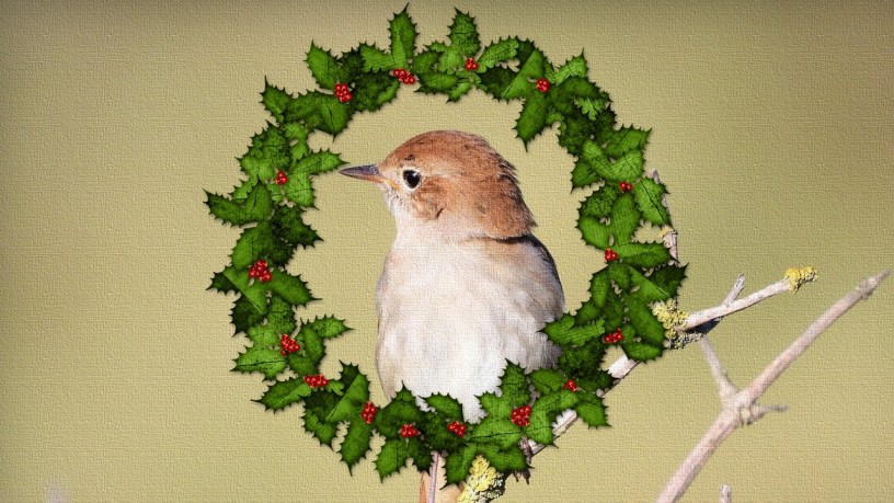 A textured portrait of a nightingale is framed within an illustrated wreath