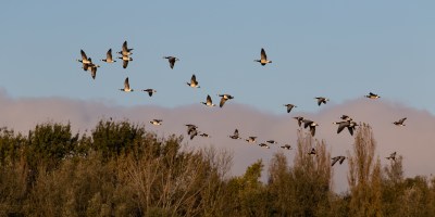 Wild geese in flight over trees