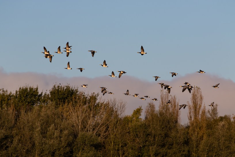 Wild geese in flight over trees